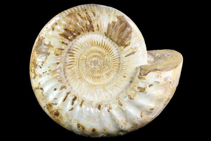 Ammonite (Kranosphinctites?) Fossil - Madagascar #123307